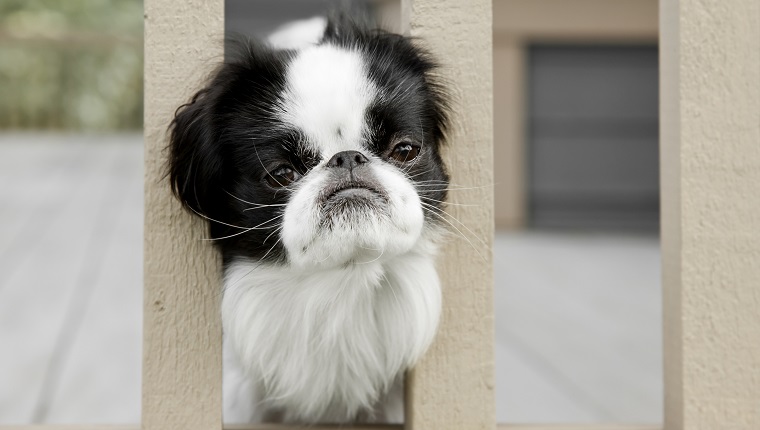 Japanese Chin