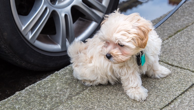 Maltipoo