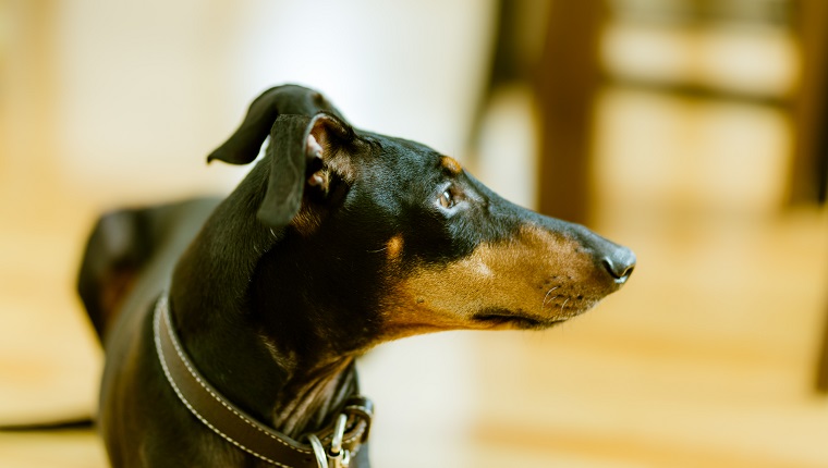 Manchester Terrier