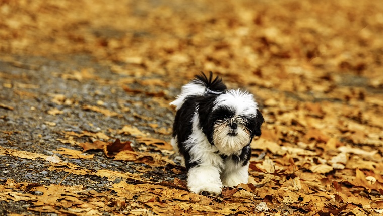 Shih Tzu