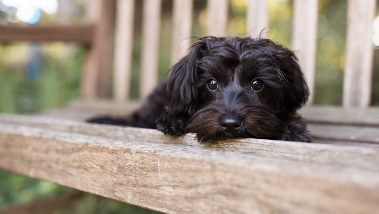 Yorkipoo