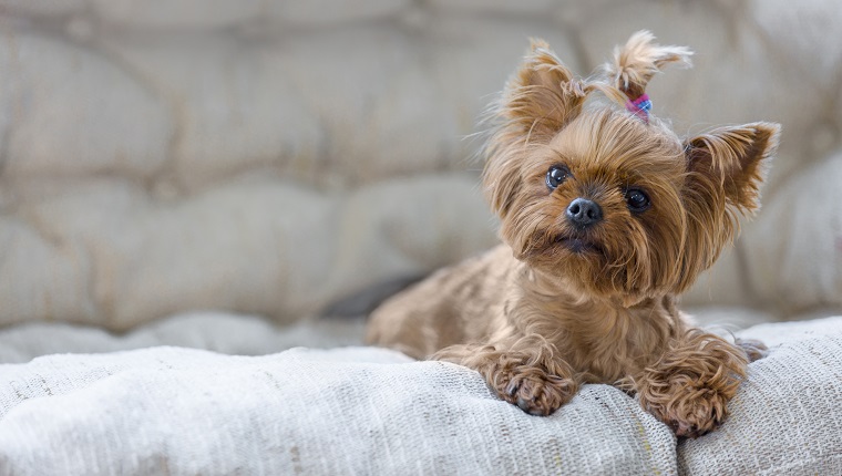 Yorkshire Terrier