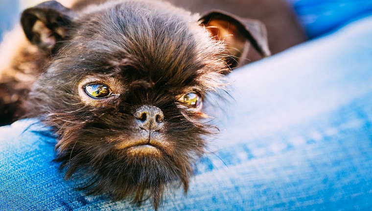 Brussels Griffon