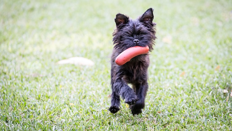 Affenpinscher