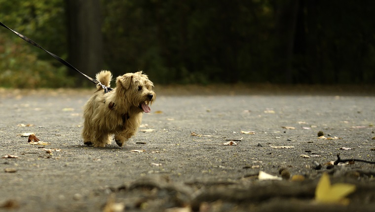 Norfolk Terrier