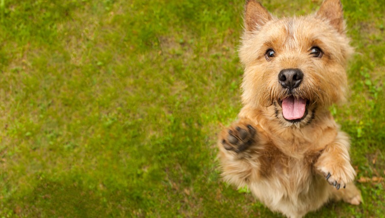 Norwich Terrier