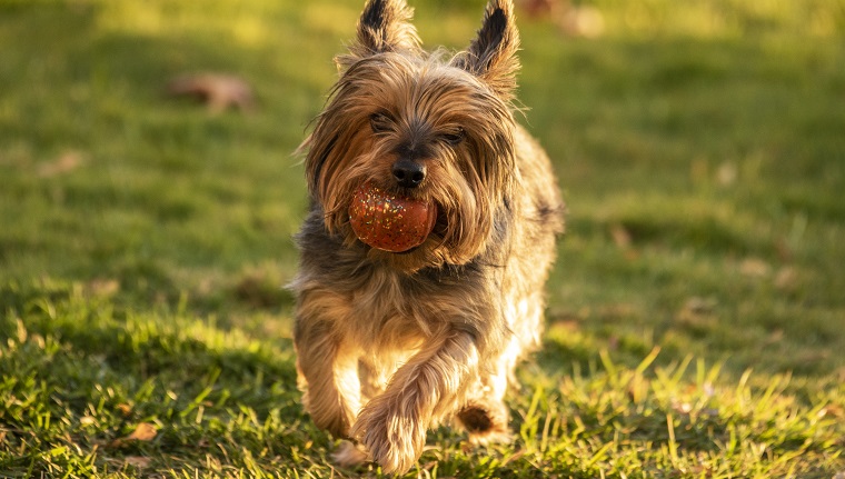 Silky Terrier