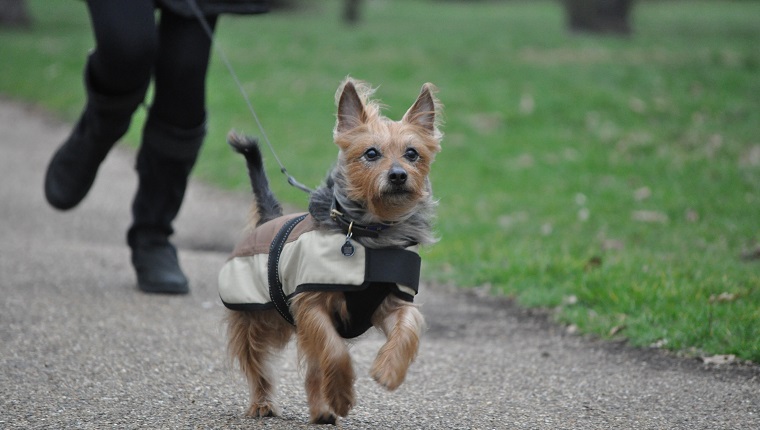 Australian Terrier