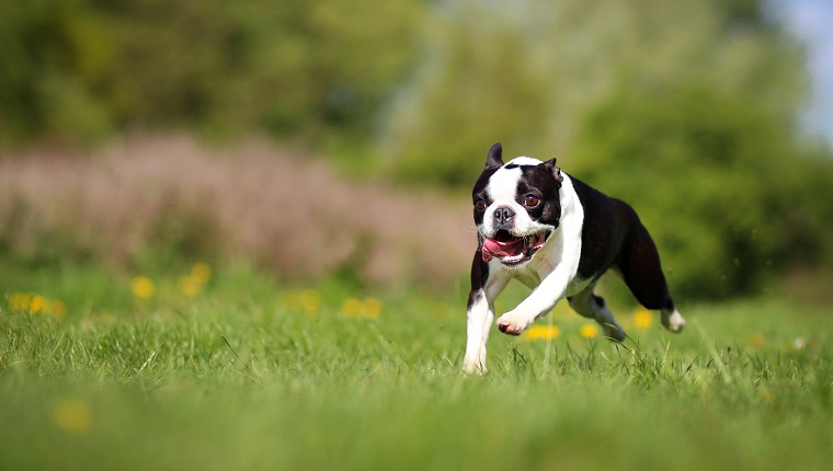 Boston Terrier