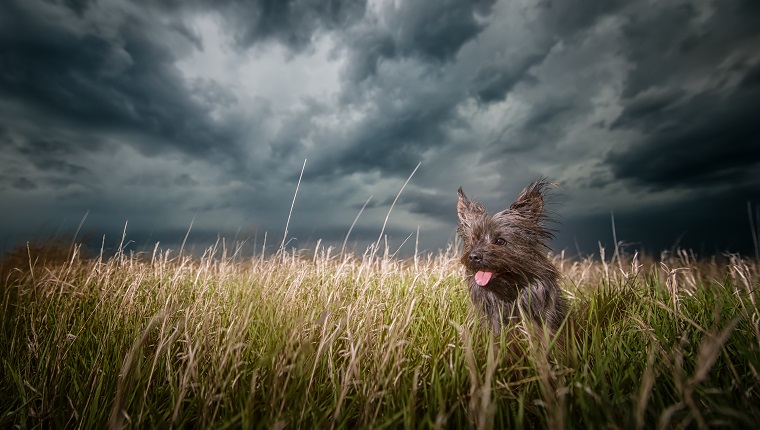 Cairn Terrier