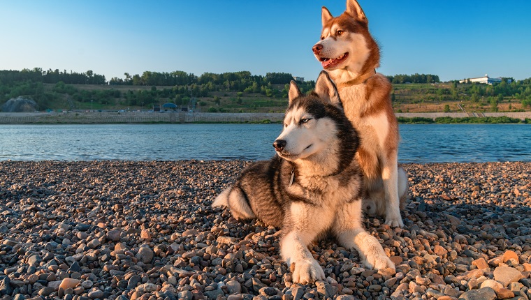 Siberian Husky