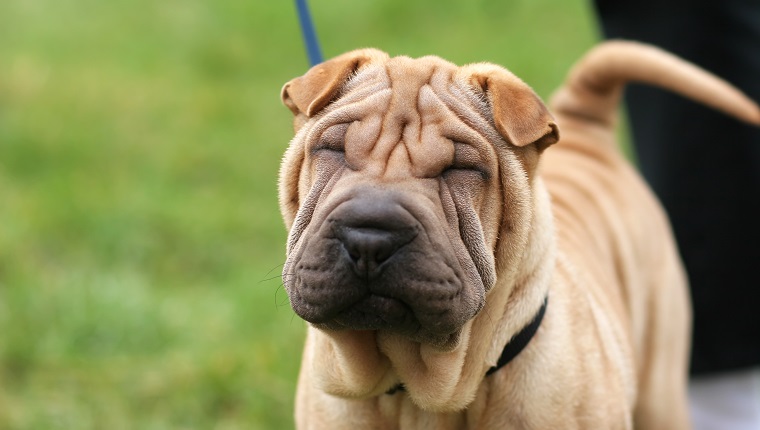 Shar Pei