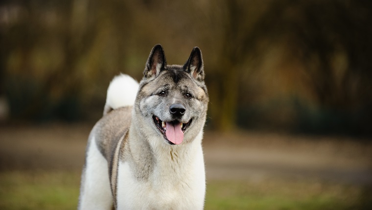 Akita