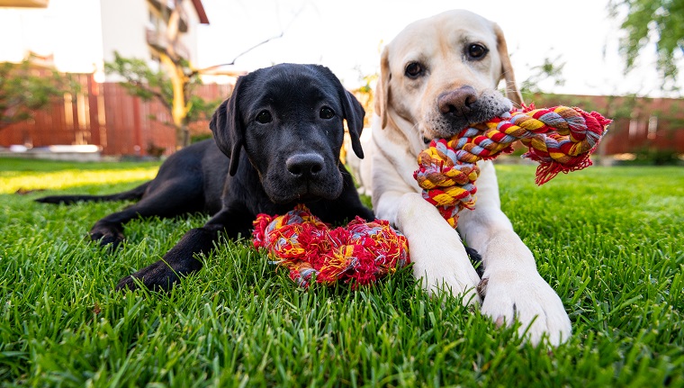 Dog Rope Toys