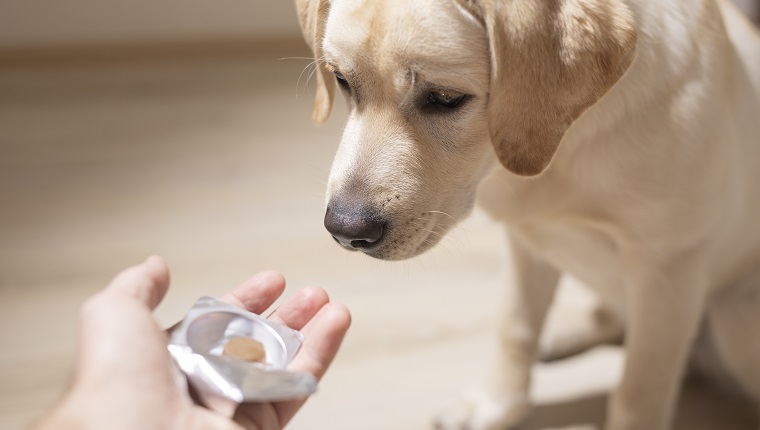 Anxiety Relief For Stressed Dogs