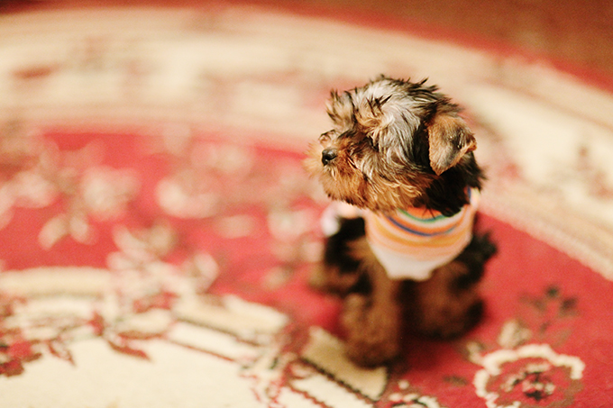 Teacup Yorkie Puppy