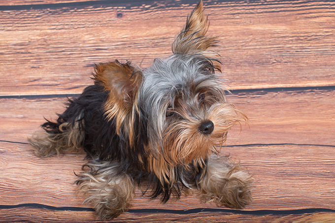 Teacup Yorkie Puppy