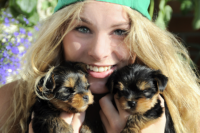 Teacup Yorkie Puppies