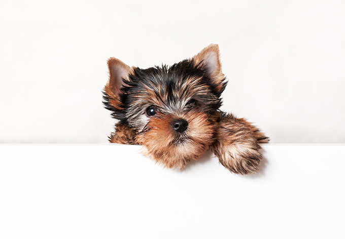 Teacup Yorkie Puppy