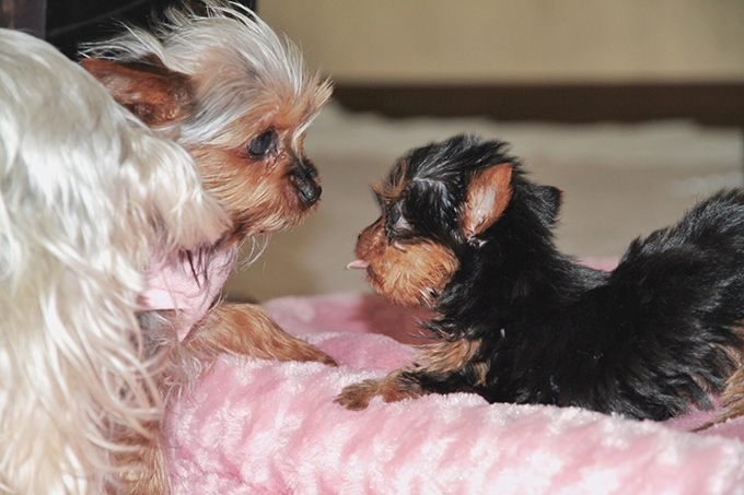 Teacup Yorkie Puppies