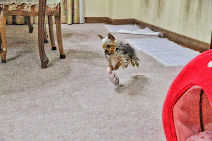 Teacup Yorkie Puppy