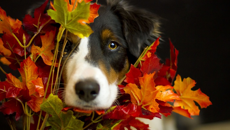 Keep Collars On And Make Sure Microchip Info Is Up-To-Date