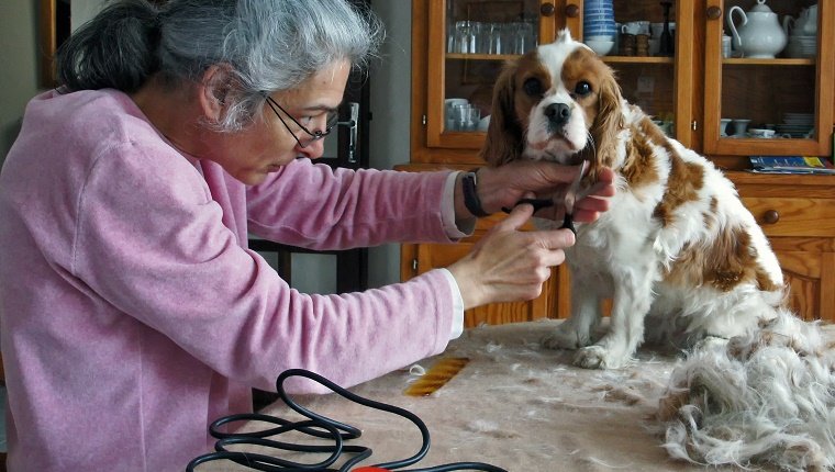 Dull Grooming Equipment