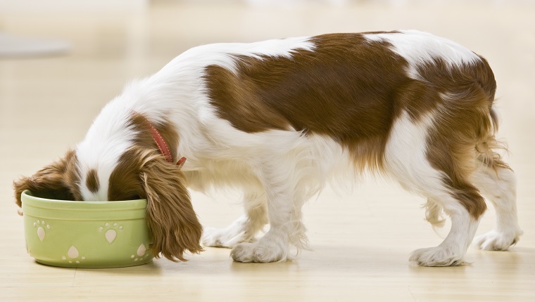 Water Bowl