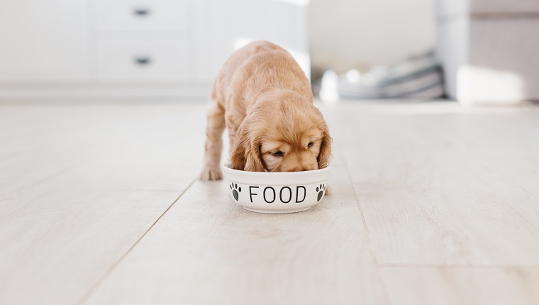 Food Bowl