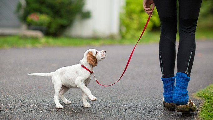 A Morning Walk Becomes A Fabulous Way To Start The Day