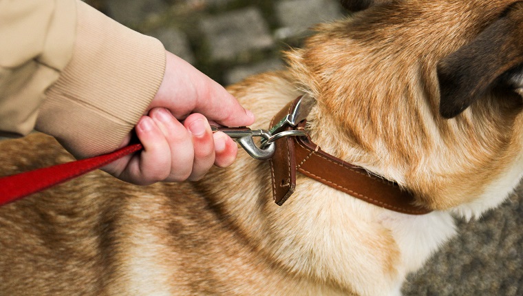 Extra Leash & Poop Bags