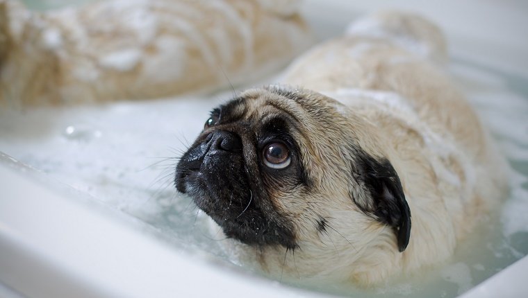 Bathe And Groom