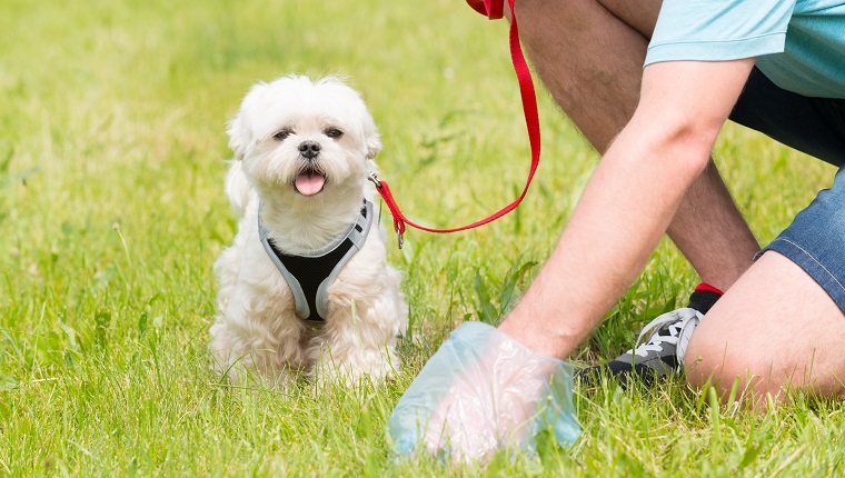 Carry Poop Bags On Outings