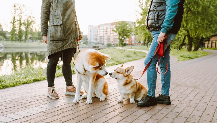 For Dogs, Meet On Neutral Territory