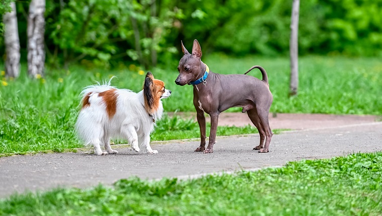 Try An Off Leash Meeting