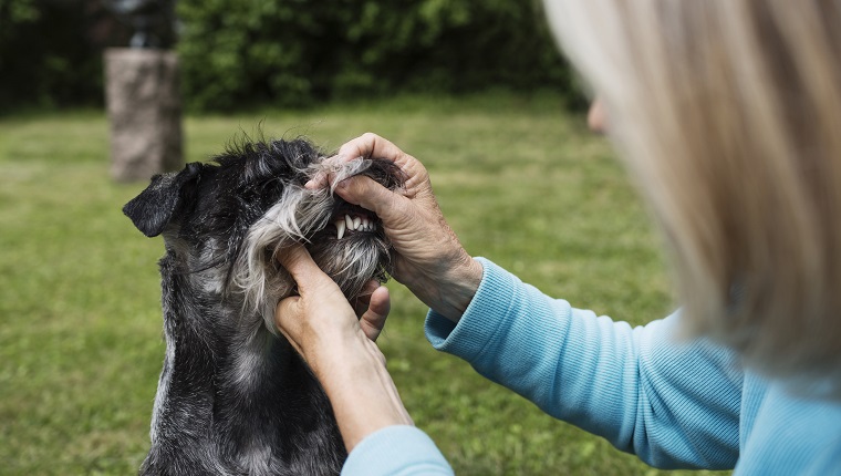 Train Your Senior To Be Comfortable With You Touching Their Mouth