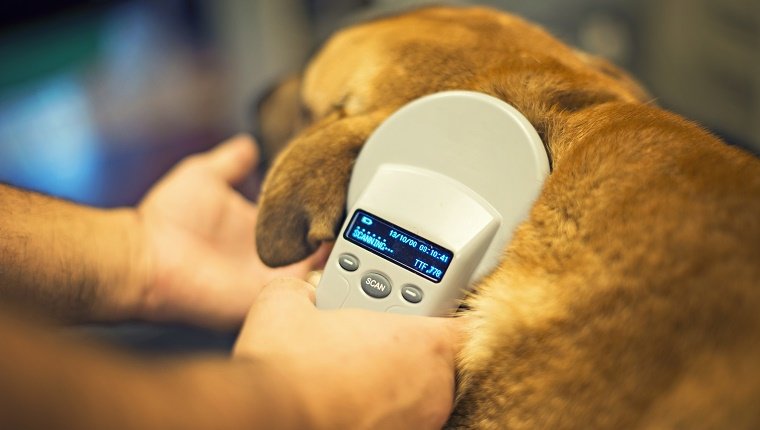 Microchip Your Dog