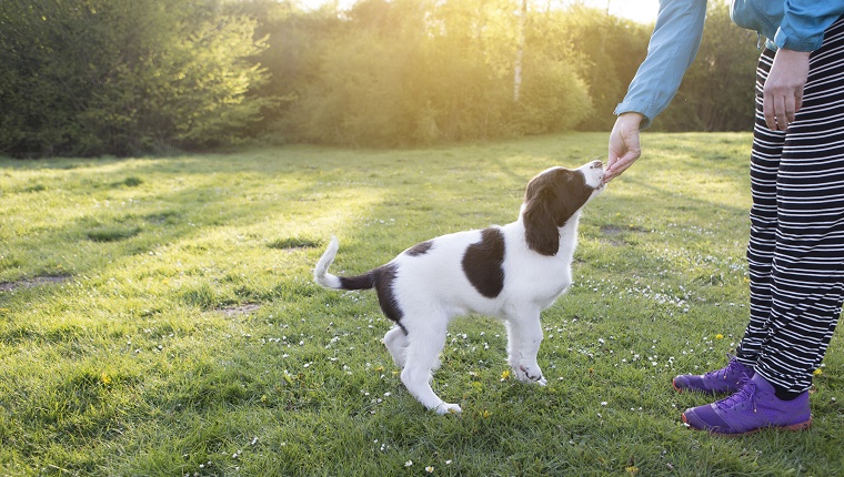 Feed Your Dog By Hand