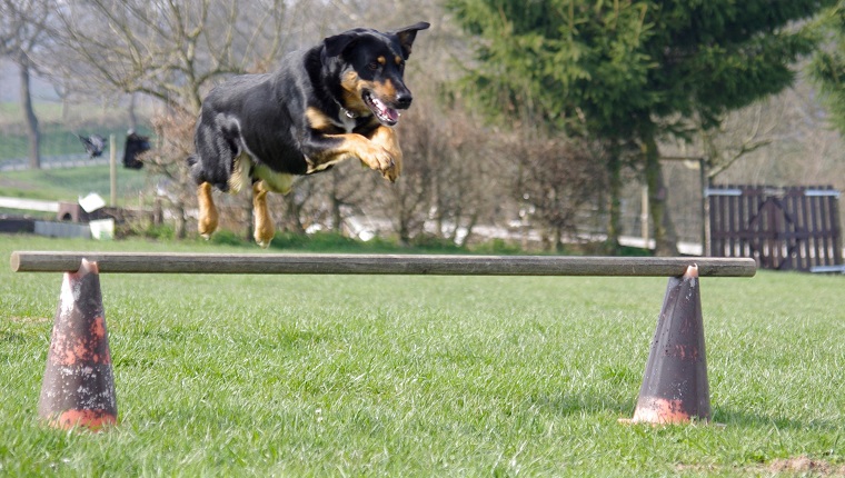 Canine Obstacle Course