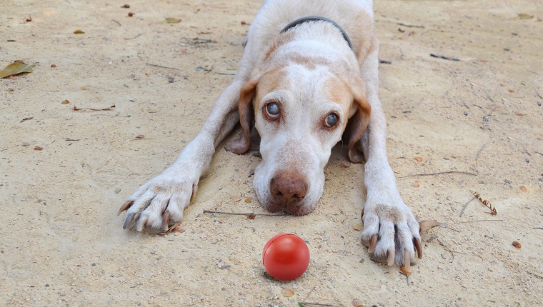 Get Toys That Work With Other Senses