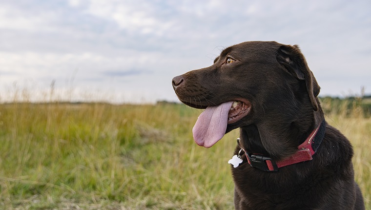 Include A Notification On Your Dog's ID